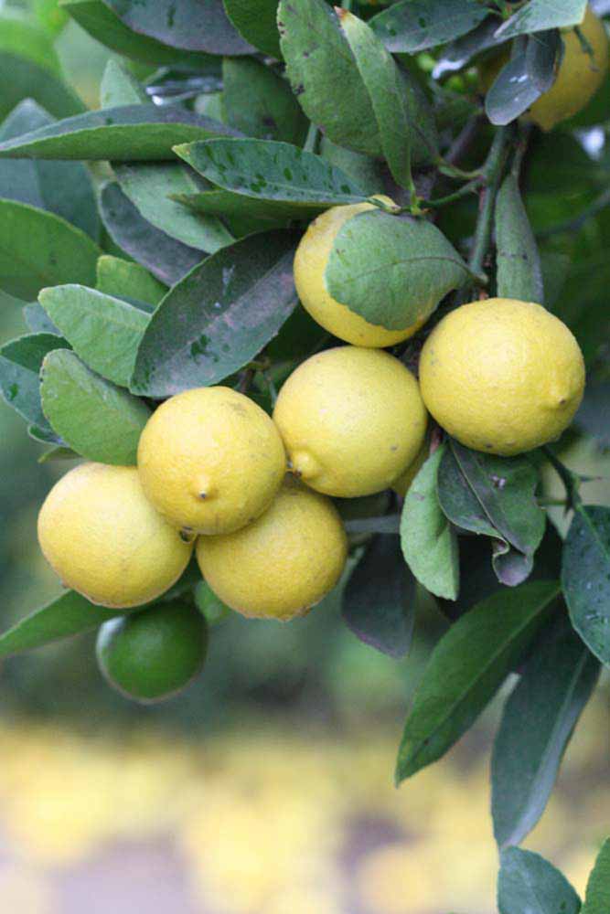            Fruit (Mexican, Riverside, CA)   